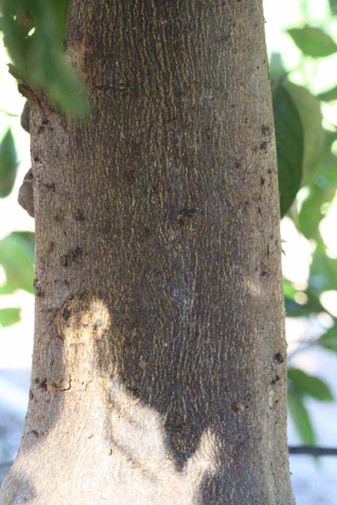            Bark (Valencia Late, Riverside, CA)   